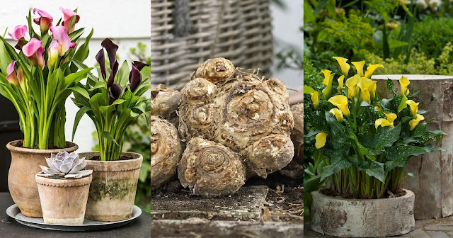 Βολβοί καλοκαιρινής ανθοφορίας που φυτεύονται την άνοιξη. 11 Είδη φυτών, διαδικασία, πρακτικές συμβουλές - Φωτογραφία 4