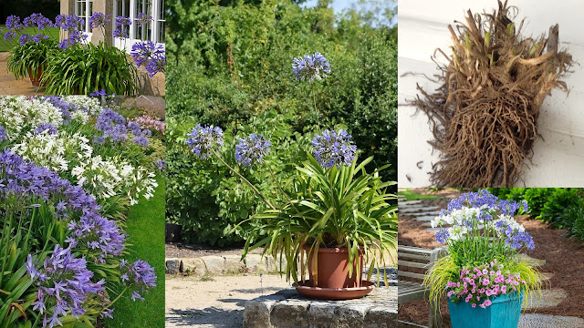 Βολβοί καλοκαιρινής ανθοφορίας που φυτεύονται την άνοιξη. 11 Είδη φυτών, διαδικασία, πρακτικές συμβουλές - Φωτογραφία 6