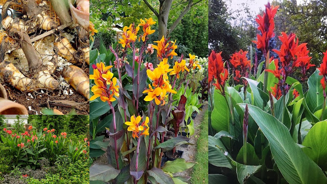 Βολβοί καλοκαιρινής ανθοφορίας που φυτεύονται την άνοιξη. 11 Είδη φυτών, διαδικασία, πρακτικές συμβουλές - Φωτογραφία 7