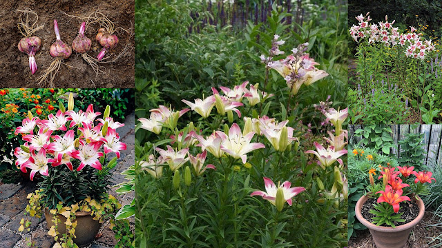 Βολβοί καλοκαιρινής ανθοφορίας που φυτεύονται την άνοιξη. 11 Είδη φυτών, διαδικασία, πρακτικές συμβουλές - Φωτογραφία 8