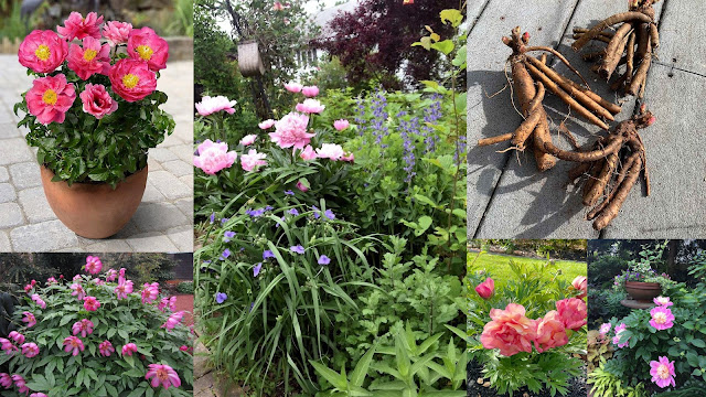 Βολβοί καλοκαιρινής ανθοφορίας που φυτεύονται την άνοιξη. 11 Είδη φυτών, διαδικασία, πρακτικές συμβουλές - Φωτογραφία 9