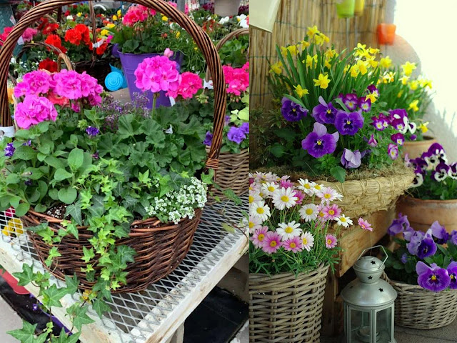 Φυτά σε ψάθινα καλάθια. Φυσική διακόσμηση για εξωτερικούς χώρους - Φωτογραφία 14