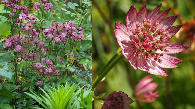 Αστράντια. Ένας πολύ όμορφος θάμνος ιδανικός για μικρούς κήπους - Φωτογραφία 2