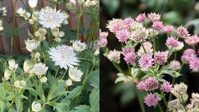 Αστράντια. Ένας πολύ όμορφος θάμνος ιδανικός για μικρούς κήπους - Φωτογραφία 3