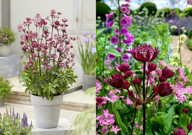 Αστράντια. Ένας πολύ όμορφος θάμνος ιδανικός για μικρούς κήπους - Φωτογραφία 4