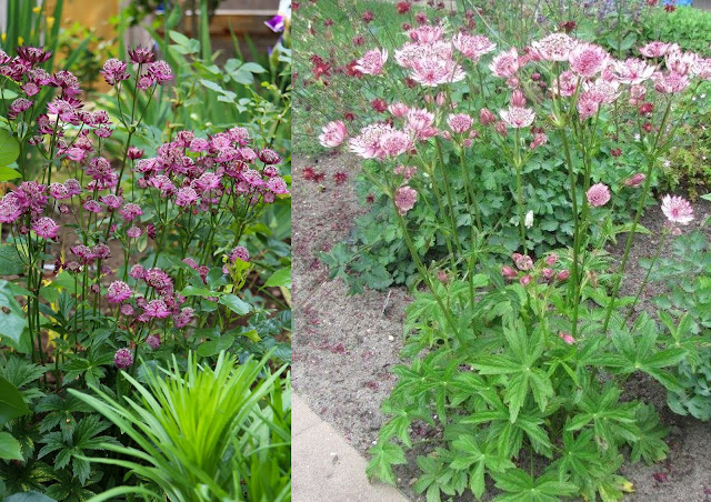 Αστράντια. Ένας πολύ όμορφος θάμνος ιδανικός για μικρούς κήπους - Φωτογραφία 5