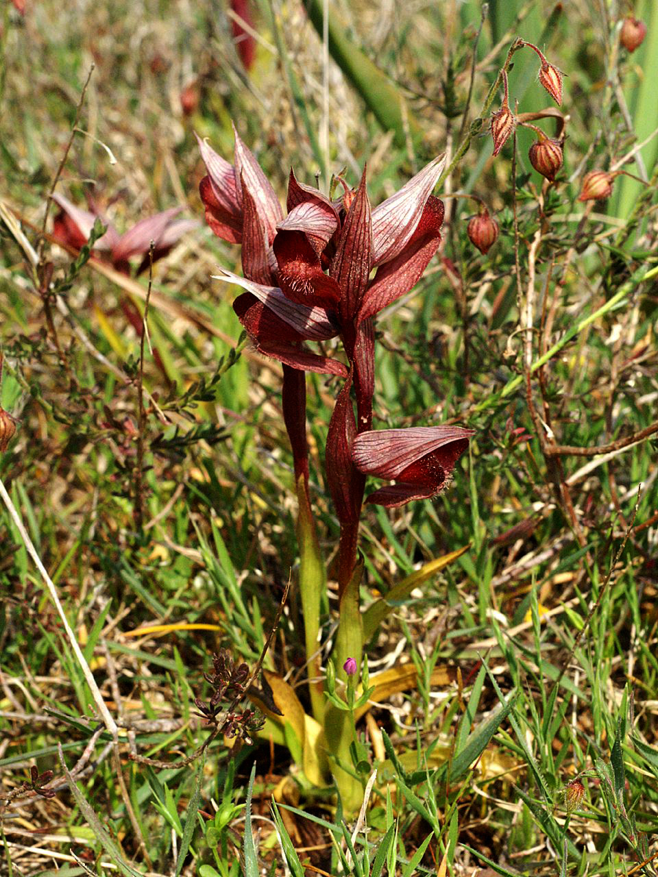 Από τη χλωρίδα της Ελληνικής Γης - serapias orientalis/σεράπιας η ανατολική - Φωτογραφία 2