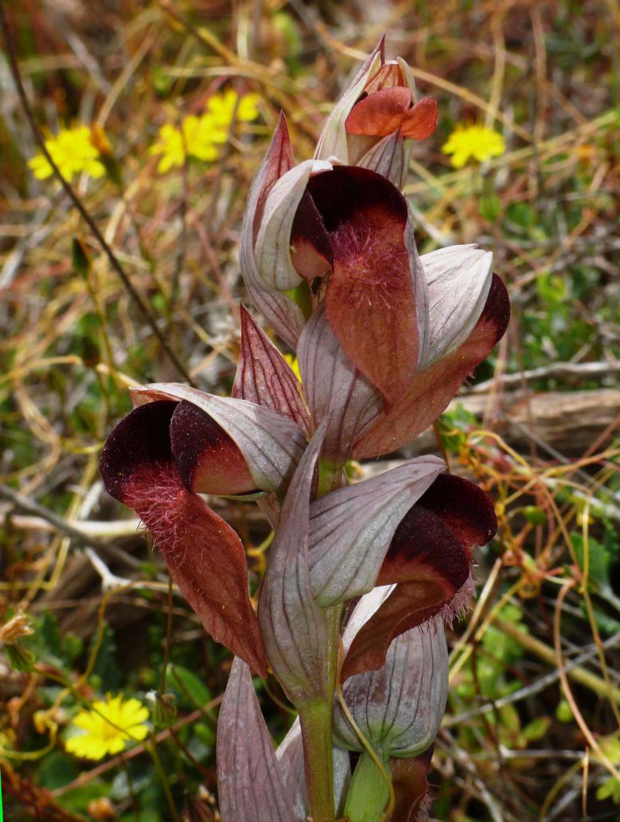 Από τη χλωρίδα της Ελληνικής Γης - serapias orientalis/σεράπιας η ανατολική - Φωτογραφία 3