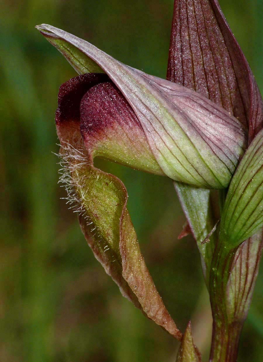 Από τη χλωρίδα της Ελληνικής Γης - serapias orientalis/σεράπιας η ανατολική - Φωτογραφία 4