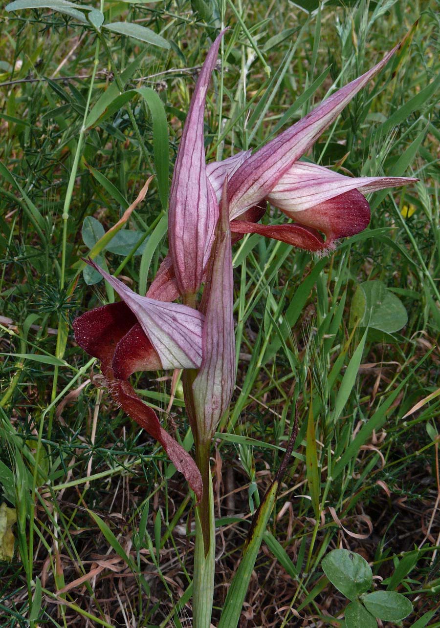 Από τη χλωρίδα της Ελληνικής Γης - serapias orientalis/σεράπιας η ανατολική - Φωτογραφία 5