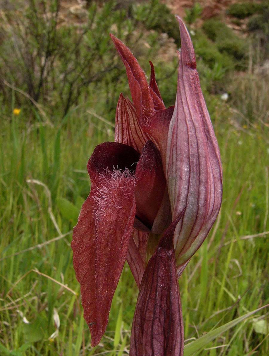 Από τη χλωρίδα της Ελληνικής Γης - serapias orientalis/σεράπιας η ανατολική - Φωτογραφία 6