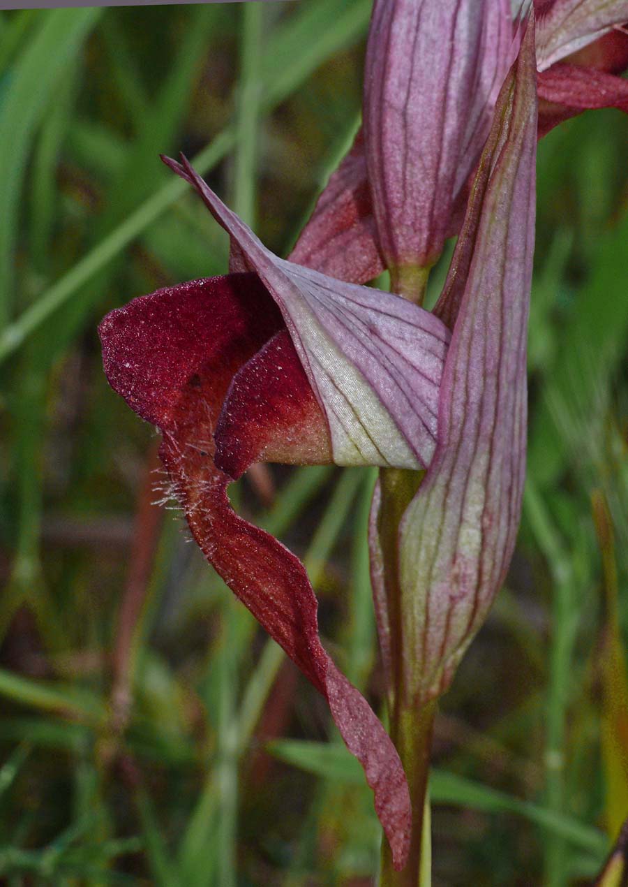 Από τη χλωρίδα της Ελληνικής Γης - serapias orientalis/σεράπιας η ανατολική - Φωτογραφία 7