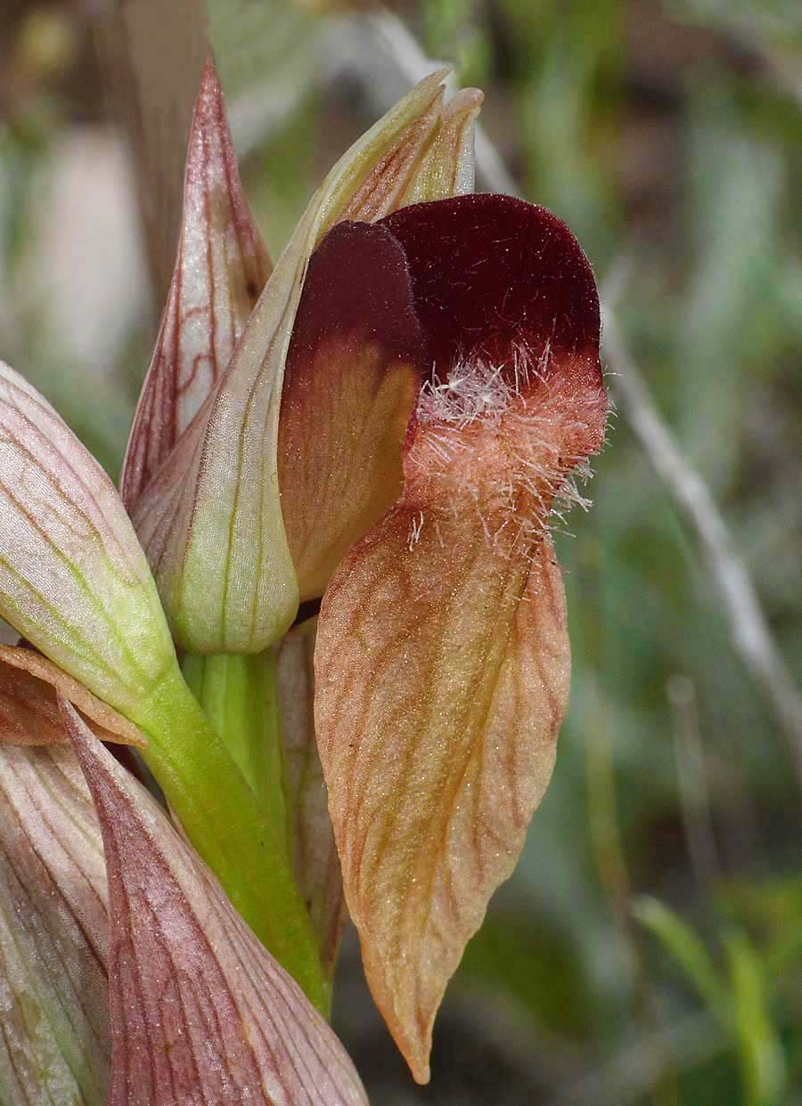 Από τη χλωρίδα της Ελληνικής Γης - serapias orientalis/σεράπιας η ανατολική - Φωτογραφία 8