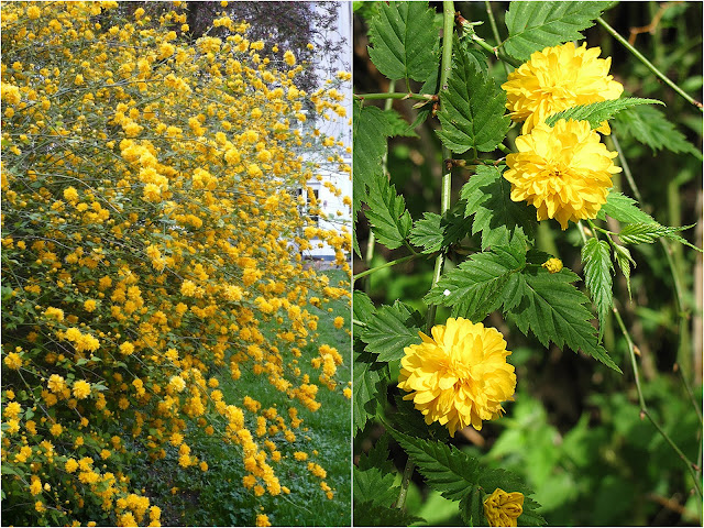 Κέρρια. Ένα πολύ όμορφο φυτό για δύσκολα σκιερά σημεία - Φωτογραφία 3