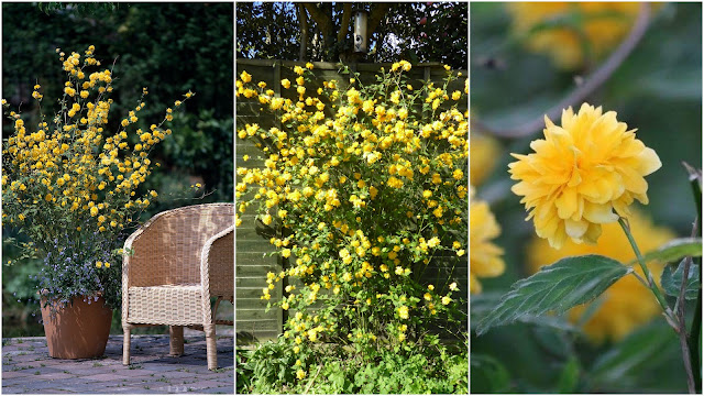 Κέρρια. Ένα πολύ όμορφο φυτό για δύσκολα σκιερά σημεία - Φωτογραφία 4