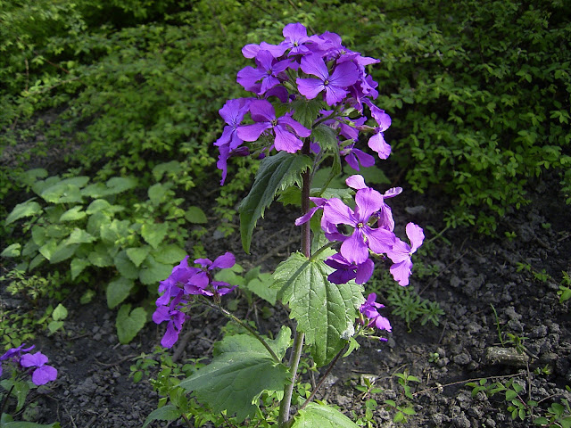 Η λουνάρια/Lunaria annua  η νεράιδα του φεγγαριού - Φωτογραφία 2