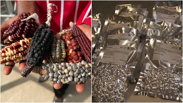 Το παγκόσμιο θησαυροφυλάκιο αποθήκευσης σπόρων στην Αρκτική - Φωτογραφία 5