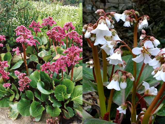 Μπεργένια. Ένα ιδιαίτερα εύκολο, ανθεκτικό αλλά και όμορφο φυτό - Φωτογραφία 2