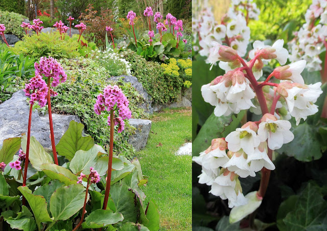 Μπεργένια. Ένα ιδιαίτερα εύκολο, ανθεκτικό αλλά και όμορφο φυτό - Φωτογραφία 3