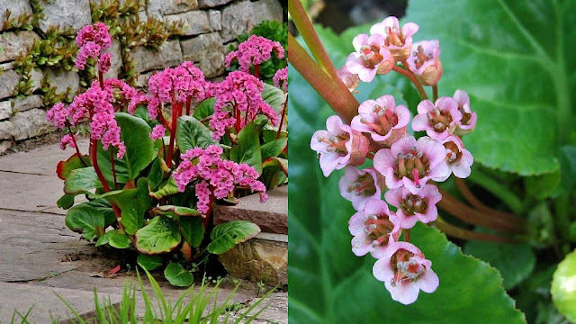 Μπεργένια. Ένα ιδιαίτερα εύκολο, ανθεκτικό αλλά και όμορφο φυτό - Φωτογραφία 5