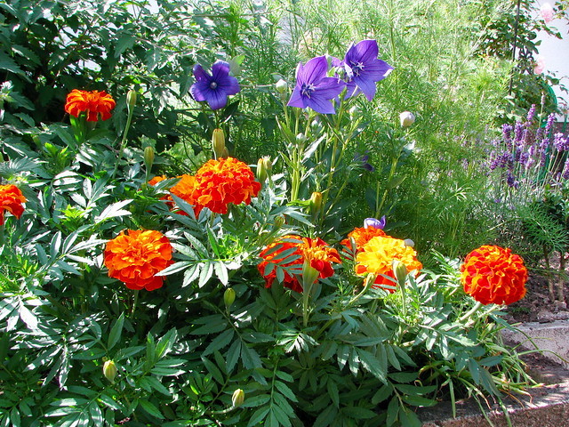 Κατιφές. Από τα ...σύμβολα του καλοκαιριού σε κήπους και μπαλκόνια - Φωτογραφία 2