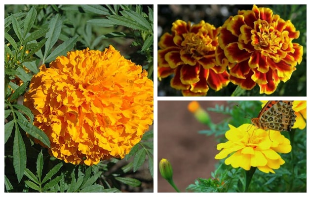 Κατιφές. Από τα ...σύμβολα του καλοκαιριού σε κήπους και μπαλκόνια - Φωτογραφία 3