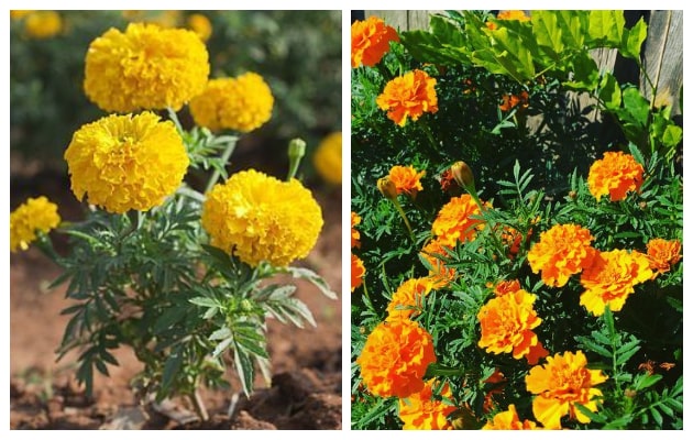 Κατιφές. Από τα ...σύμβολα του καλοκαιριού σε κήπους και μπαλκόνια - Φωτογραφία 4