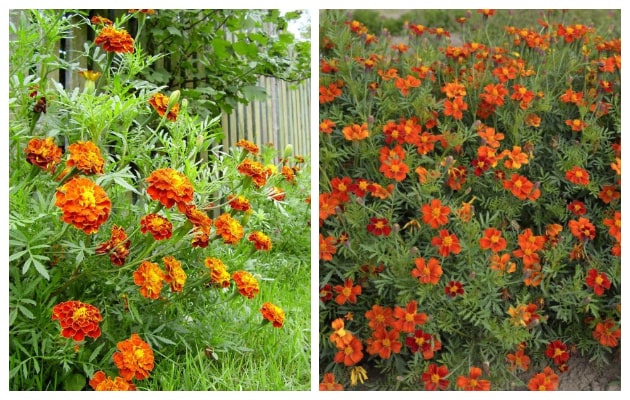 Κατιφές. Από τα ...σύμβολα του καλοκαιριού σε κήπους και μπαλκόνια - Φωτογραφία 6