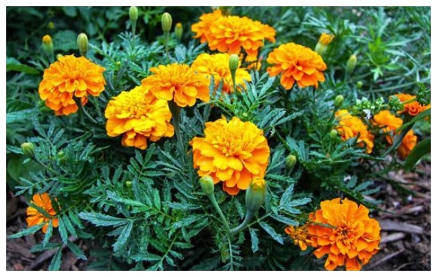 Κατιφές. Από τα ...σύμβολα του καλοκαιριού σε κήπους και μπαλκόνια - Φωτογραφία 7