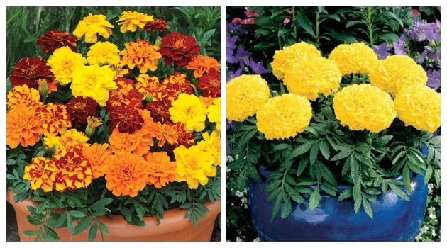 Κατιφές. Από τα ...σύμβολα του καλοκαιριού σε κήπους και μπαλκόνια - Φωτογραφία 8