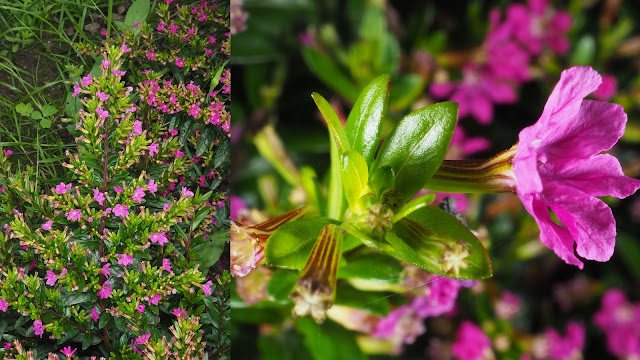 Κουφέα. Ελάχιστη φροντίδα και εντυπωσιακή καλοκαιρινή ανθοφορία - Φωτογραφία 2