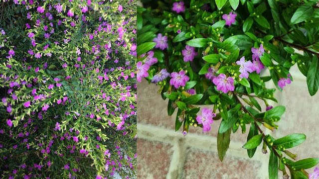 Κουφέα. Ελάχιστη φροντίδα και εντυπωσιακή καλοκαιρινή ανθοφορία - Φωτογραφία 3