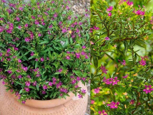 Κουφέα. Ελάχιστη φροντίδα και εντυπωσιακή καλοκαιρινή ανθοφορία - Φωτογραφία 4