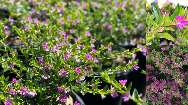 Κουφέα. Ελάχιστη φροντίδα και εντυπωσιακή καλοκαιρινή ανθοφορία - Φωτογραφία 5