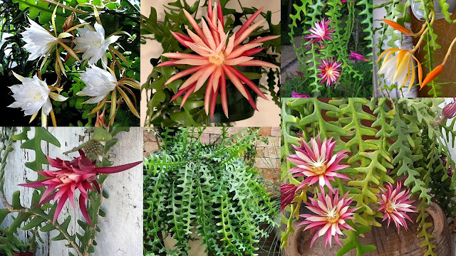 Επίφυλλο. Ο εντυπωσιακός κάκτος ...Ψαροκόκκαλο - Φωτογραφία 1