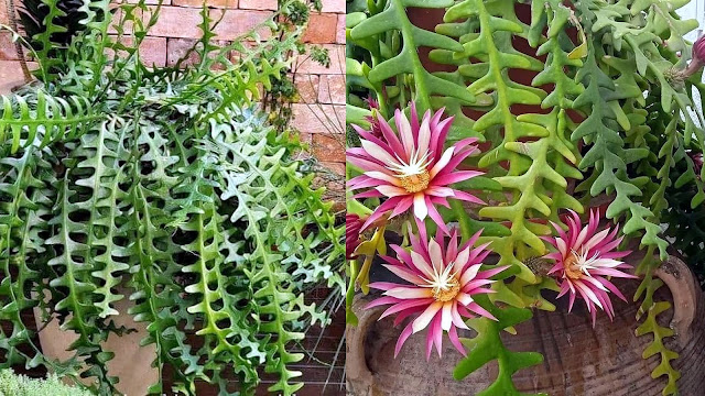 Επίφυλλο. Ο εντυπωσιακός κάκτος ...Ψαροκόκκαλο - Φωτογραφία 2