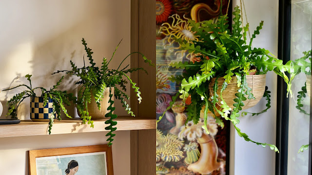 Επίφυλλο. Ο εντυπωσιακός κάκτος ...Ψαροκόκκαλο - Φωτογραφία 4