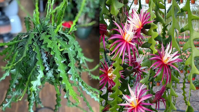 Επίφυλλο. Ο εντυπωσιακός κάκτος ...Ψαροκόκκαλο - Φωτογραφία 5