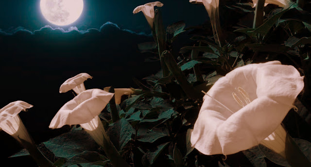 Νυχτερινός κήπος: Φυτά που ανθίζουν ή μοσχοβολούν το βράδυ - Φωτογραφία 2