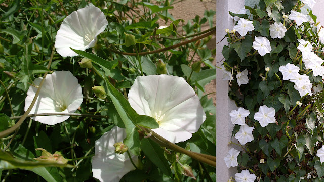 Νυχτερινός κήπος: Φυτά που ανθίζουν ή μοσχοβολούν το βράδυ - Φωτογραφία 3