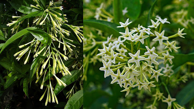 Νυχτερινός κήπος: Φυτά που ανθίζουν ή μοσχοβολούν το βράδυ - Φωτογραφία 4