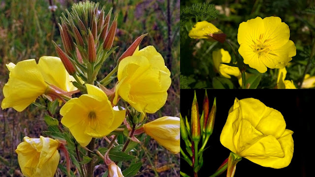 Νυχτερινός κήπος: Φυτά που ανθίζουν ή μοσχοβολούν το βράδυ - Φωτογραφία 5