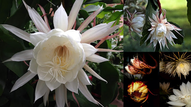 Νυχτερινός κήπος: Φυτά που ανθίζουν ή μοσχοβολούν το βράδυ - Φωτογραφία 6