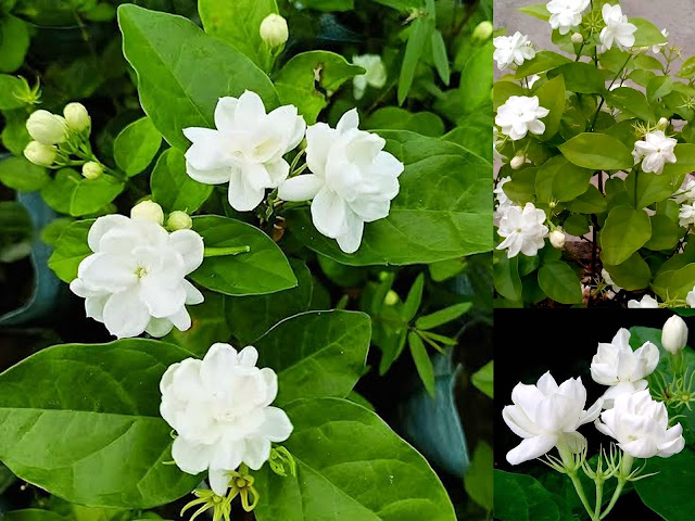 Νυχτερινός κήπος: Φυτά που ανθίζουν ή μοσχοβολούν το βράδυ - Φωτογραφία 7