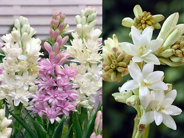 Νυχτερινός κήπος: Φυτά που ανθίζουν ή μοσχοβολούν το βράδυ - Φωτογραφία 8