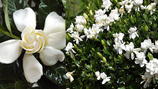 Νυχτερινός κήπος: Φυτά που ανθίζουν ή μοσχοβολούν το βράδυ - Φωτογραφία 9