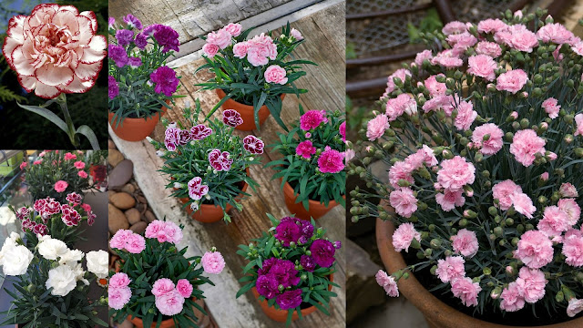 10 Παρεξηγημένα φυτά και γιατί αξίζουν μια δεύτερη ευκαιρία - Φωτογραφία 11