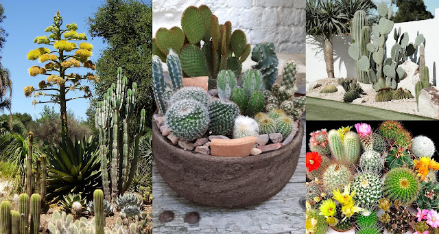 10 Παρεξηγημένα φυτά και γιατί αξίζουν μια δεύτερη ευκαιρία - Φωτογραφία 2