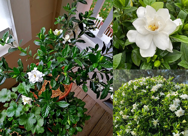 10 Παρεξηγημένα φυτά και γιατί αξίζουν μια δεύτερη ευκαιρία - Φωτογραφία 3