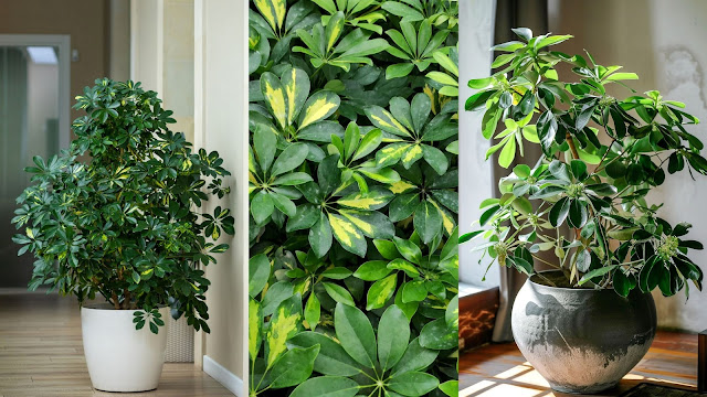 10 Παρεξηγημένα φυτά και γιατί αξίζουν μια δεύτερη ευκαιρία - Φωτογραφία 4